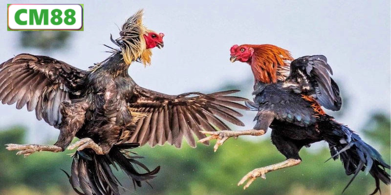 Nguồn gốc và ý nghĩa của đá gà Thomo