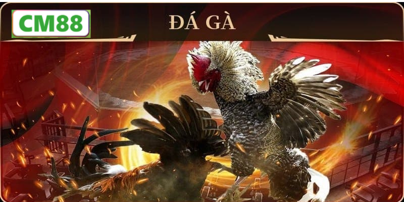 Xu hướng phát triển của đá gà trong tương lai